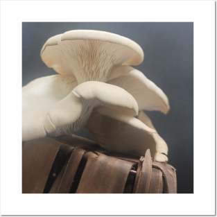 Oyster Mushroom Posters and Art